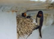 Pemkot Gorontalo Dorong Kepatuhan Pajak Sarang Burung Walet